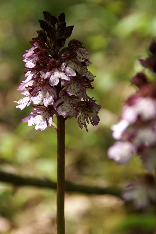 Unser Orchideenpark Bild Nr.029